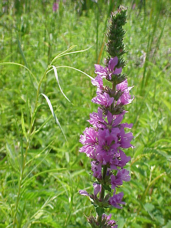 purpleloosestrife