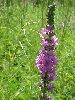 Click here to see the picture (purpleloosestrife.jpg)