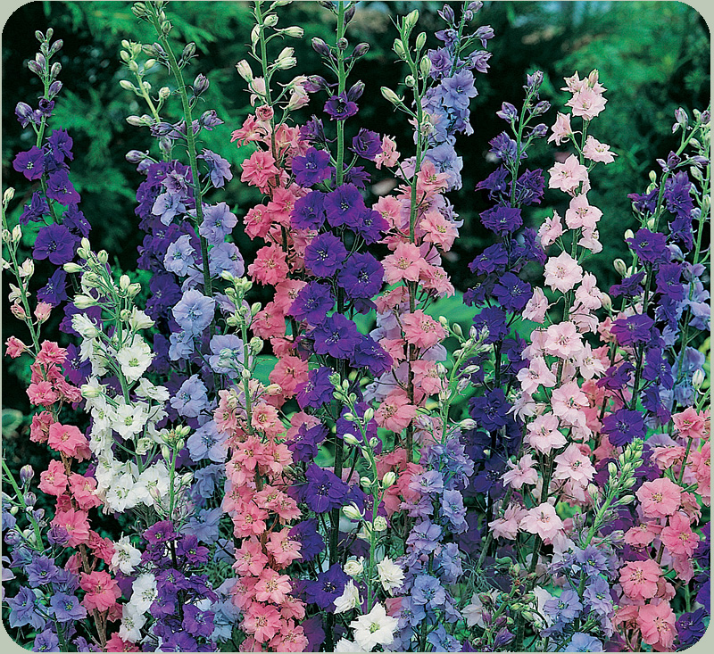 rocketlarkspur