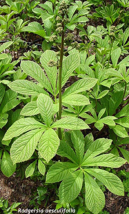 rodgersia_aesculifolia_l