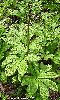 Click here to see the picture (rodgersia_aesculifolia_l.jpg)