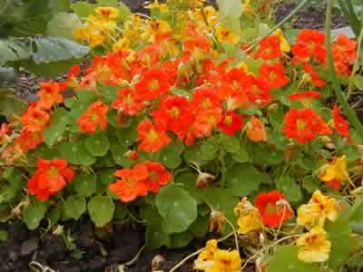 small-nasturtium