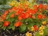 Click here to see the picture (small-nasturtium.jpg)