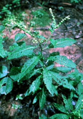 stonecrop