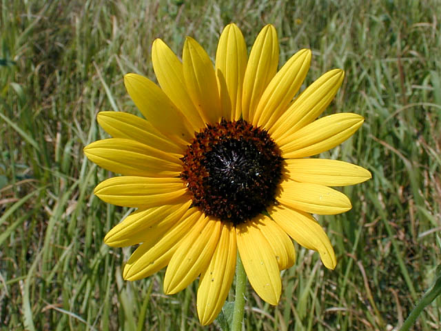 sunflower