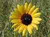 Click here to see the picture (sunflower.jpg)