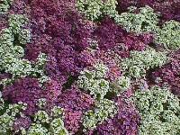 sweetalyssum2