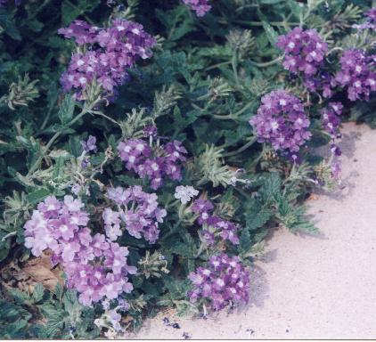 verbena