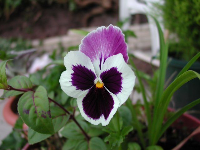 wcz_flower_purple_yellow_and_white