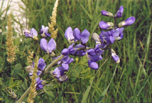 wildblueindigo