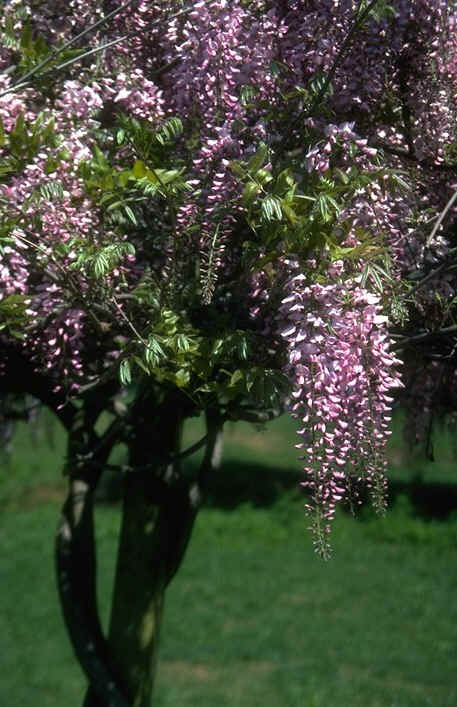 wisteria_rosea