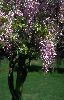 Click here to see the picture (wisteria_rosea.jpg)