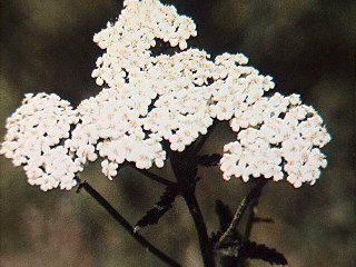 yarrow