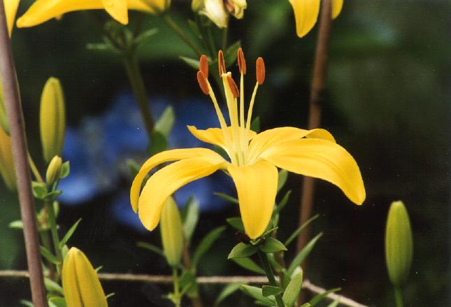 yellow-lily