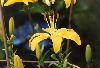 Click here to see the picture (yellow-lily.jpg)