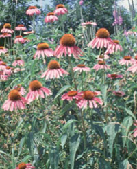 zpurple-coneflower