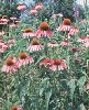 Click here to see the picture (zpurple-coneflower.jpg)